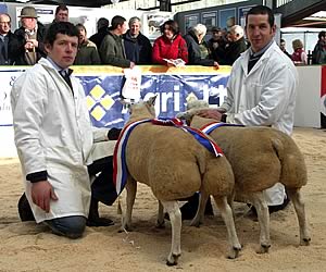 Supreme Champion Pair of Lambs shown by Andrew Baillie