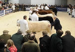 Cattle Judging Ring
