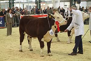 Peak of physical fitness...but what about the handler? A free health check for farmers is being offered at this month’s English Winter Fair.