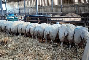 Beltex in-lamb females