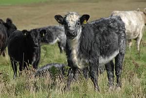 blue-grey calves