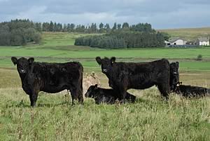 galloway cattle