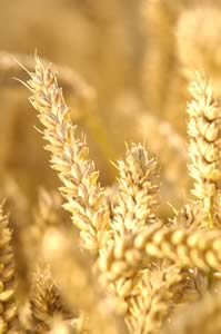 Duxford winter wheat 