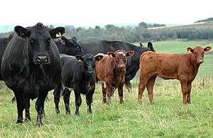beef cows and calves