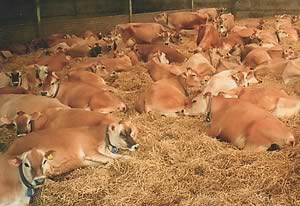 jersey dairy cows for sale uk