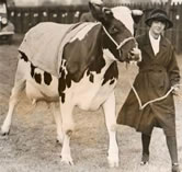 Otley Show exhibitor with cow