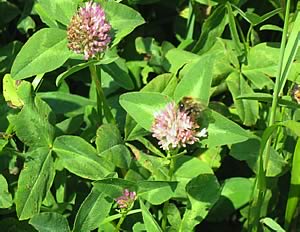 Bees perform a vital role in the pollination of crops and biodiversity in the UK.