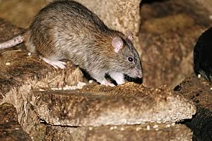 Rats cause damage to buildings