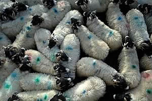 swaledale sheep