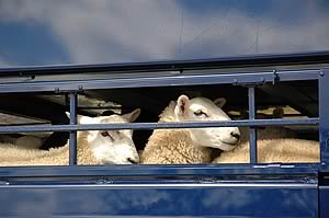 sheep in lorry
