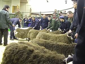 Blackface sheep show