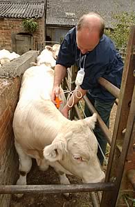 Vaccinating cattle