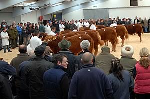 Borderway February show and sale of Limousins