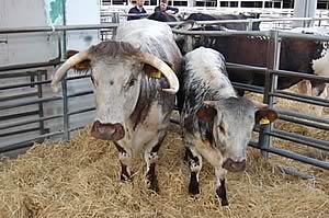 Longhorn Cattle