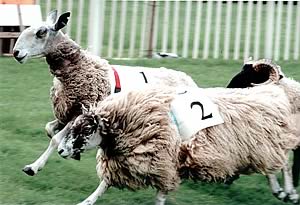 Sheep Show Race