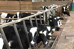 Heifer calves at Anguswell