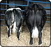 Terrys Farm