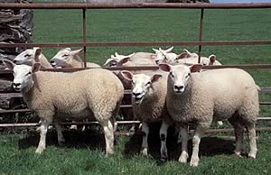 texel lambs
