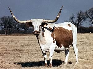 Texas Longhorn Cow