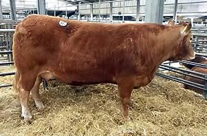 Parkhouse Val - 20,000gns