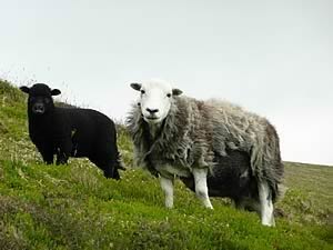 Herdwick ewe with lamb