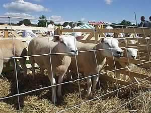 Otley Show sheep