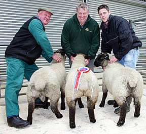 Skipton May Prime Lambs Champs