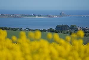 Oilseed Rape