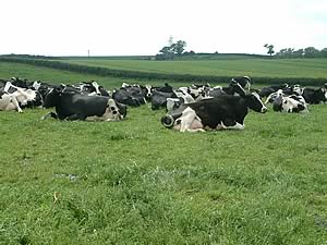 cows no shade