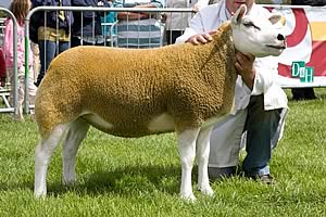 texel shearling ewe