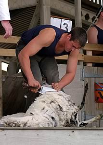Blade shearing at the Great Yorkshire Show