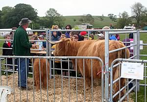 Highland Cattle Centre