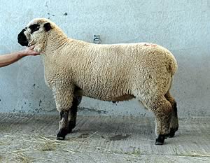 Sale leader at £1,200, a ram lamb from Millfields