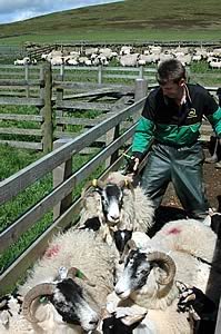 Neil Howie with one of his Vendeen rams