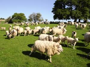 Sheep producers are being urged to protect finishing lambs from the twin threats of clostridia and pasteurella.