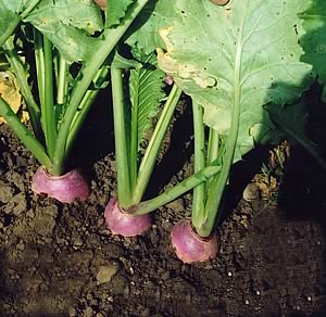 Newly available as organic seed is stubble turnip variety Dynamo.