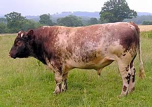 Upsall Beef Shorthorn Stock Bull - Vortrekker