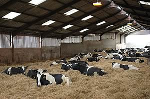 dairy cattle housing