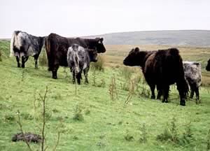 Blue Grey cattle