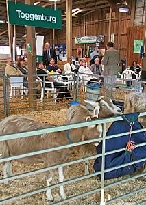 Commercial Goat Exhibition