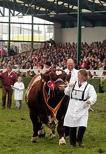 Supreme Beef Champion leading the Cattle Parade 2008