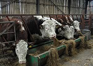 Stock bull Greenyards Ajax with Cornriggs females