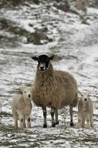 Older ewes, ewes rearing twins and male lambs are identified as being at particular risk.