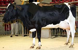 Robert Crisp’s mid-July Craven Dairy Auction champion