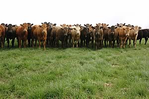 Higher heifer slaughterings in the first six months of 2009 are expected to continue over the second half of the year