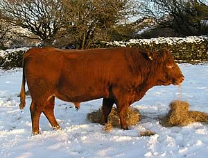 Hillview herd’s first stock bull – Bainton Envoy