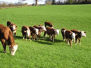 Hereford cattle on the Holme Lacy Estate