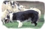 International Sheep Dog Society Sheepdog Trials