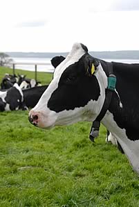 Holstein at Canonwinder