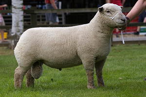 Top price Southdown shearling tup